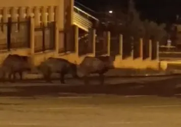 Ardahan'da aç kalan domuz sürüsü şehre indi
