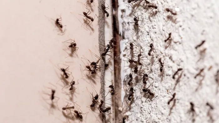 Karınca kaçıran baharat! Görür görmez kaybolacaklar...