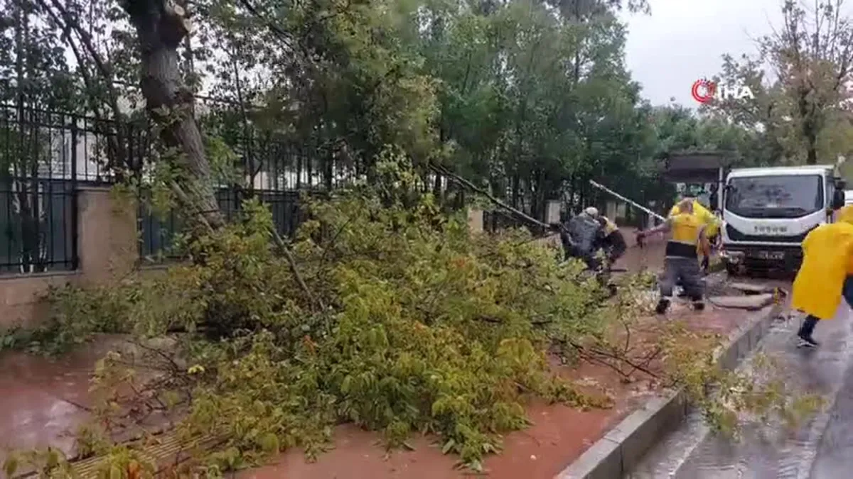 Sağanak yağış ağaç devirdi