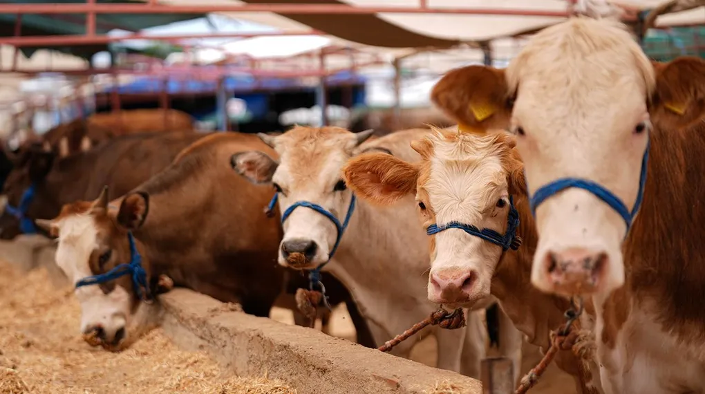 Kurbanlık nasıl seçilmeli?