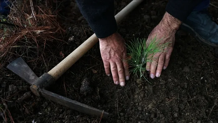 Ormanlar için bu yıl 118 milyon fidan üretilecek, yangınla mücadele filosu büyütülecek - 1