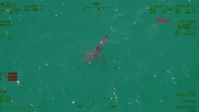 Sahilde köpek balığı paniği