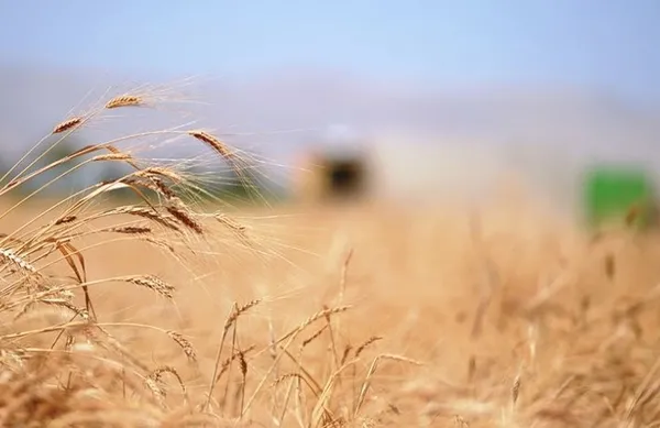 BUĞDAY VE ARPA FİYATLARI 2023! Arpa ve buğday alım fiyatları ne kadar, kaç TL oldu? TMO 1 ton buğday taban fiyatı...