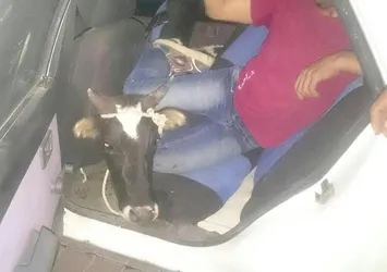 Otomobille inek hırsızlığı