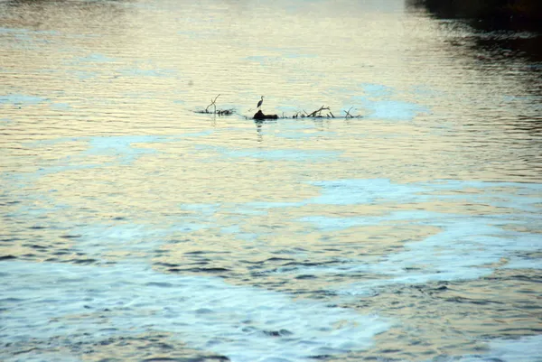 1636110516200.jpg Adana'da endişelendiren görüntü! Ceyhan Nehri köpüklendi - 3