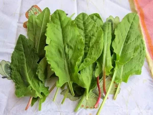 Doğada kendiliğinden yetişiyor! Yüzyıllar önce keşfedildi! Meğer en güçlü mikrop öldürücüymüş...