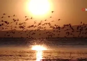 Van'da flamingolarla gün batımı