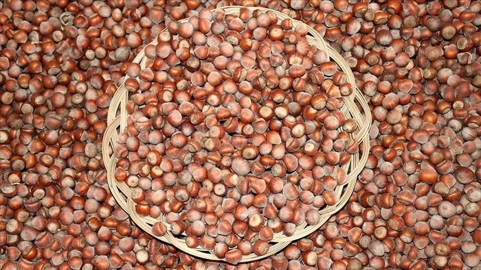 Son dakika: Başkan Erdoğan 2021 yılı için fındık alım fiyatını açıkladı | TMO’nun fındık alım fiyatı ne kadar olacak?