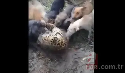Jaguar başıboş köpeklere av oldu! Dehşet dolu anlar kamerada