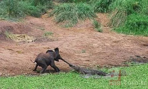 Dev piton 2 metrelik timsahı yutamayınca... 25