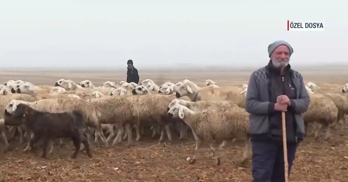 58 yaşındaki çobanın bir günü