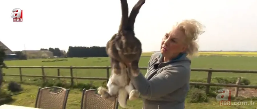 Dünyanın en büyük tavşanı çalındı! Getirine 11 bin TL ödül 1