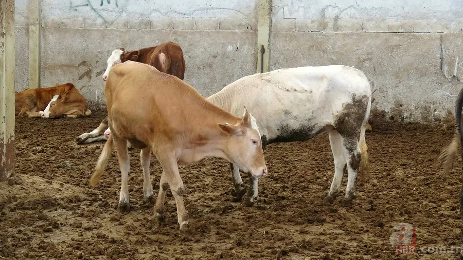 Kurban eti kimlere verilir? Kurban eti en az kaç kişiye dağıtılır? Kurban eti dağıtımı nasıl olmalı? Diyanet açıklaması 14