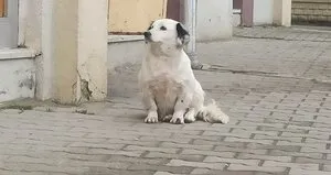 Yavrusu çalınan köpek hayata küstü