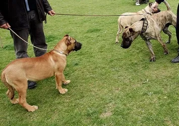 Tehlikeli köpek besleyene 16 bin lira ceza