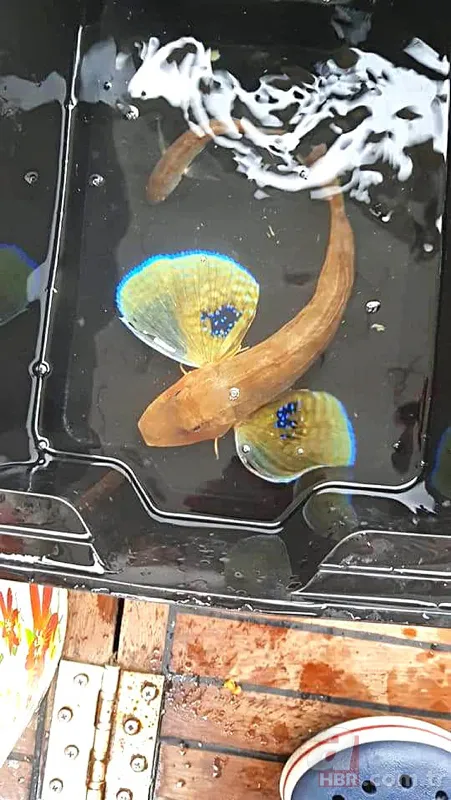 Adana'da balıkçı ağına öyle bir şey takıldı ki iki kişi zor tuttu! 3 metre boyunda onlarca kilo ağırlığında… 7