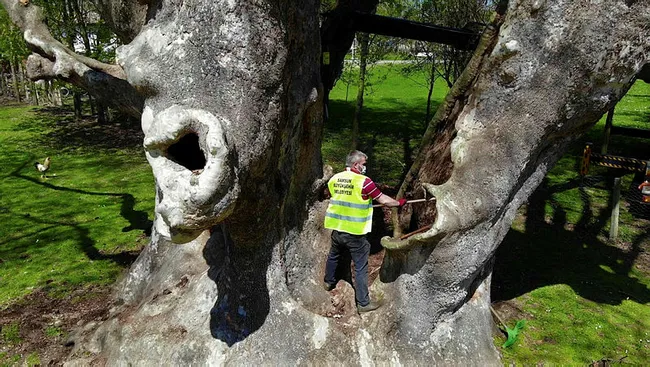 Samsun’da 1100 yıllık çınar ağacı bakıma alındı
