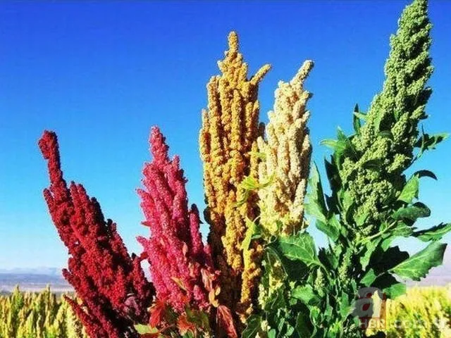 Patlıcan tohumu ekti hayatının şokunu yaşadı! Görenlerin ağzı açık kaldı... 24