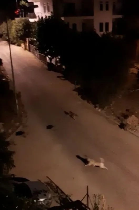 Antalya’da domuz sürüsü ile köpekler karşı karşıya geldi! O anlar kamerada