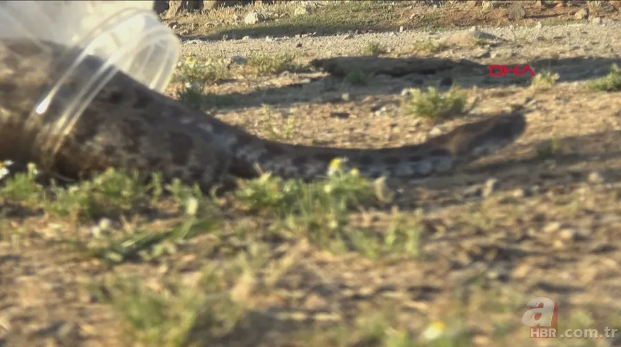 Tek ısırığı bile öldürüyor! Eve giren zehirli yılanı elleriyle yakaladı 🐍 25