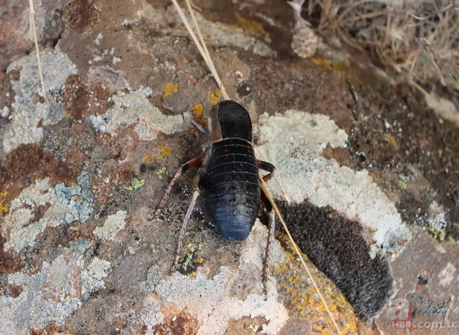 Yamyam çekirge o ilimizde yeniden ortaya çıktı 🦗 Kendi türünü yerken görüntülenmişti 5