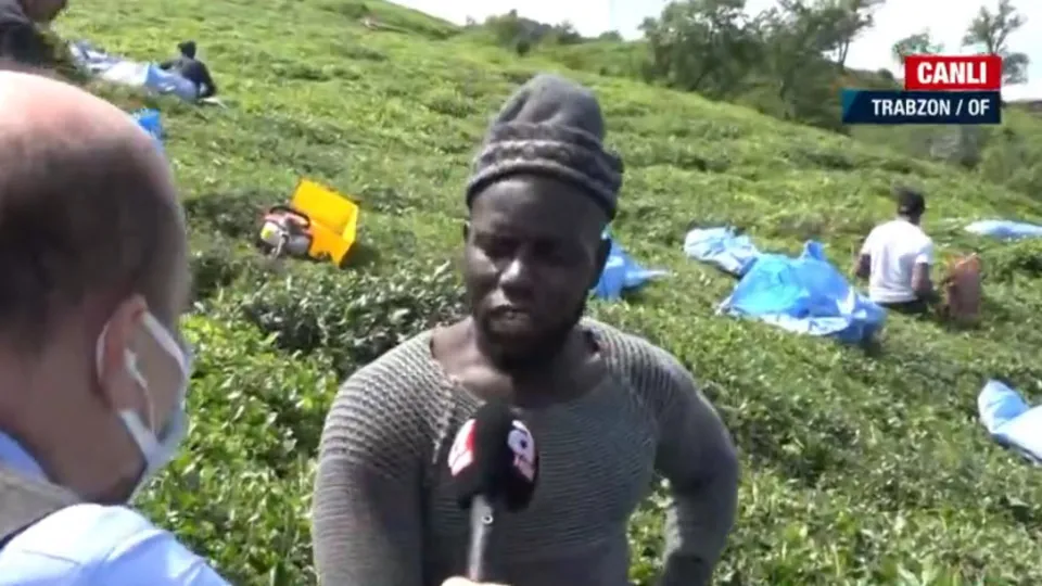 Afrikalı işçiler çay topluyor! Görenler şaşıp kalıyor