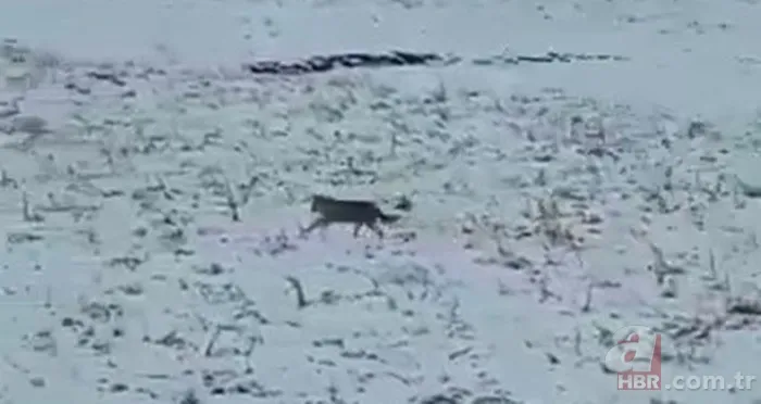 Hakkari Yüksekova’da vatandaşlar görüntüledi! Kurt sürüsü… 3