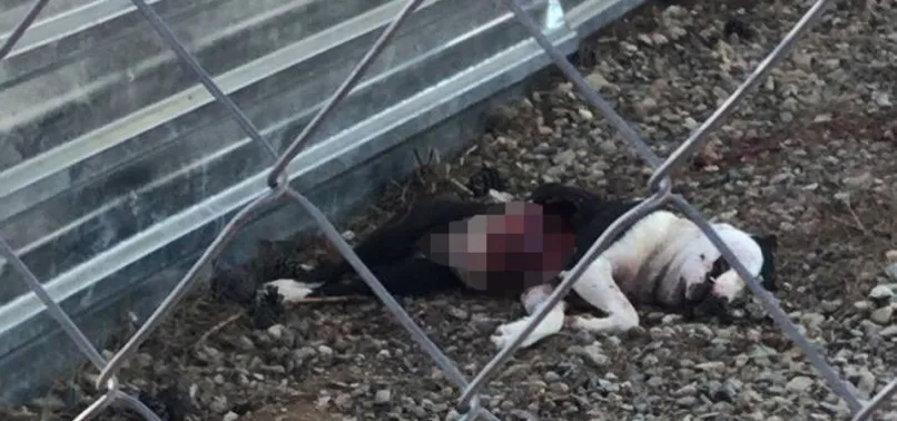 CHP'li belediye hayvanları kaderine terk etti! Bakanlık vahşete el koydu