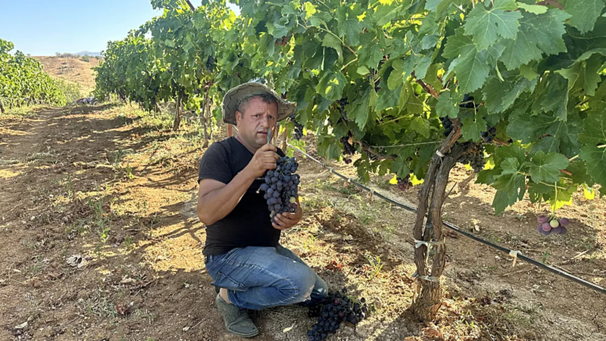 Isparta'da devlet destekli kurulan bağlarda üzüm hasadı başladı