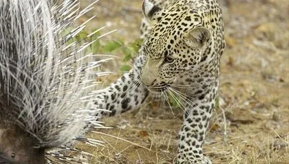 Jaguar ile piton arasından geçen inanılmaz savaş! Son anda öyle şeyler oldu ki...