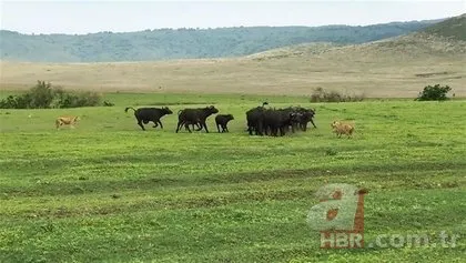 Serengeti’deki safaride inanılmaz görüntüler! O anlara tanık oldular