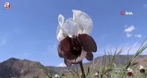 Erzurum’da kurt kulağı çiçekleri açtı