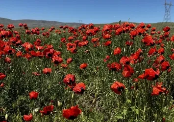 Iğdır'da yaylalar çiçeklerle renklendi