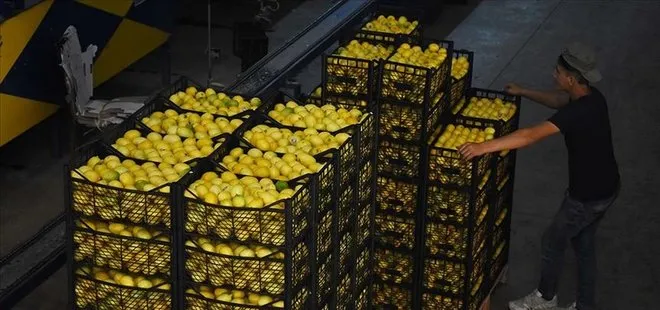 Ocak ayında 31,4 milyon dolarlık limon ihraç edildi