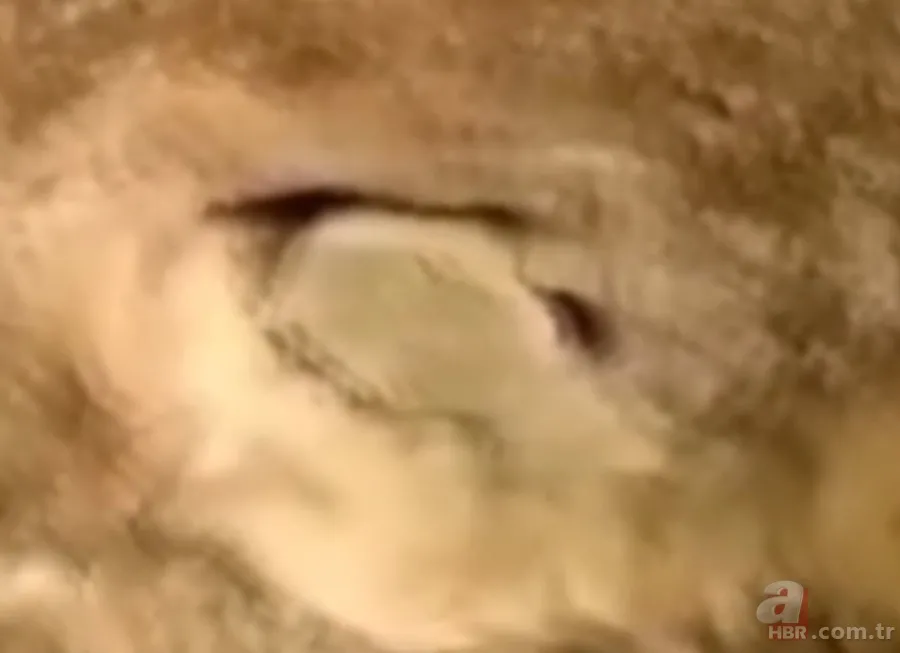 ''Defineyi koruyan yılan'' efsanesi gerçek oldu! Taş kesilmiş yılanın hikayesi ürküttü 8