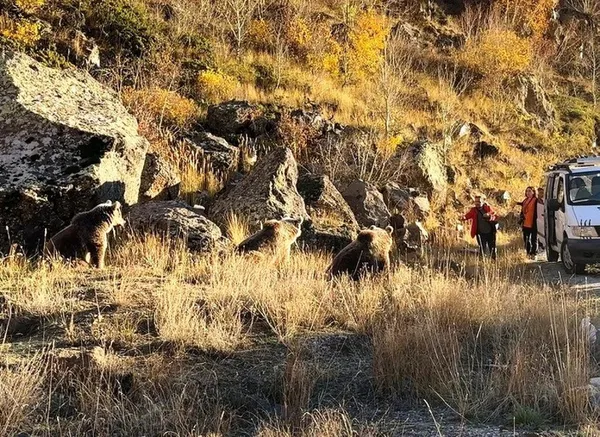 Yeni akım: Ayı ile selfie! Yetkililer ısrarla uyarıyor: Ayılar saldırgan kendinizi ve ailenizi tehlikeye atmayın - 6