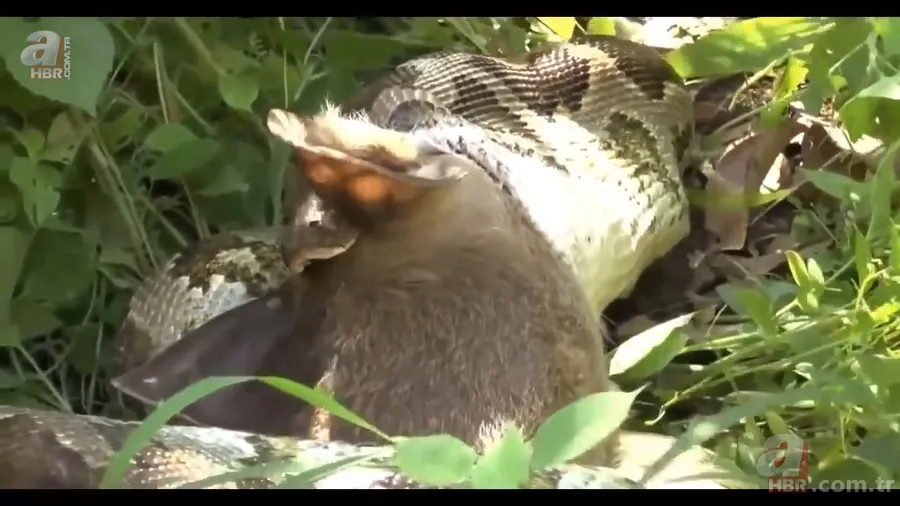 Anakonda yılanı ineği tek lokmada yuttu! O anlar böyle görüntülendi 19