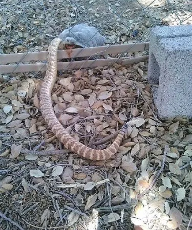 dehsete dusuren goruntu bizon kucuk