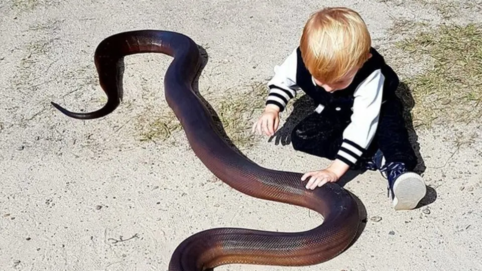 Bu aile yılanları elleriyle avlıyor