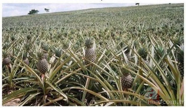 Patlıcan tohumu ekti hayatının şokunu yaşadı! Görenlerin ağzı açık kaldı... 22