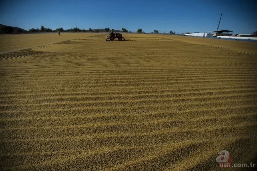 Güneydoğu bulguru 88 ülkeye satıldı 3