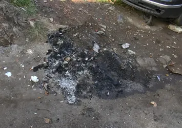 Zeytinburnu'nda vahşet! Tasmalı köpek yakılarak öldürüldü