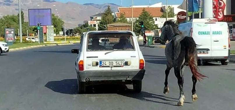 Otomobile bağladıkları atı kilometrelerce koşturdular