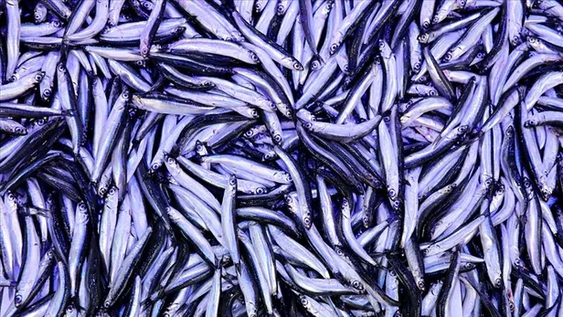 1-kg-hamsi-ne-kadar-kac-tl-hamsi-fiyatlari-son-durum-ne-2022-hamsinin-fiyati-dustu-mu-balik-fiyatlari-ne-kadar-1669103093576.jpg 1 kg hamsi ne kadar, kaç TL? Hamsi fiyatları son durum ne 2022? Hamsinin fiyatı düştü mü? Balık fiyatları ne kadar? - 1