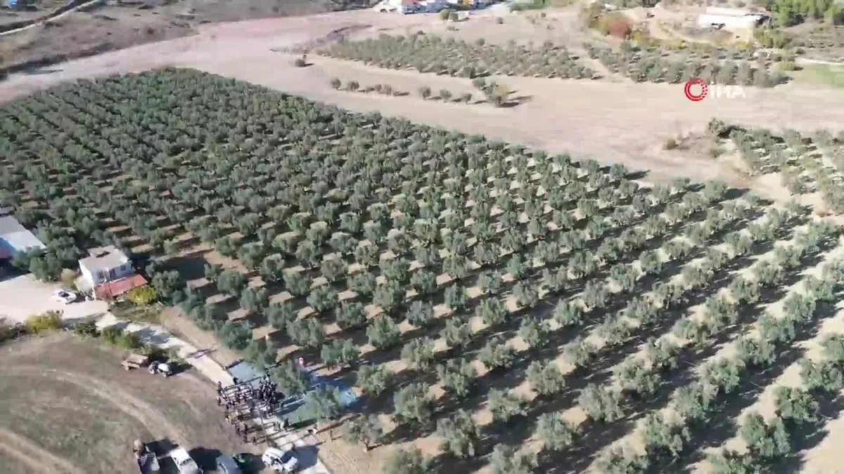 Bilecik'te zeytin hasadı mesaisi başladı