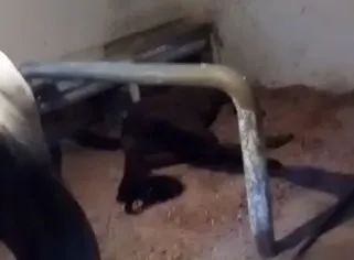 İşte atların tutulduğu yer! Büyükada’daki İSPARK ahırlarından yeni görüntüler!