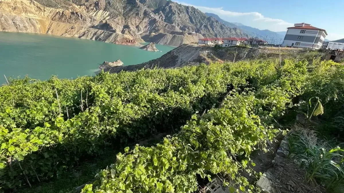 Yusufeli'deki 'nakil bağlar'da üzüm bereketi