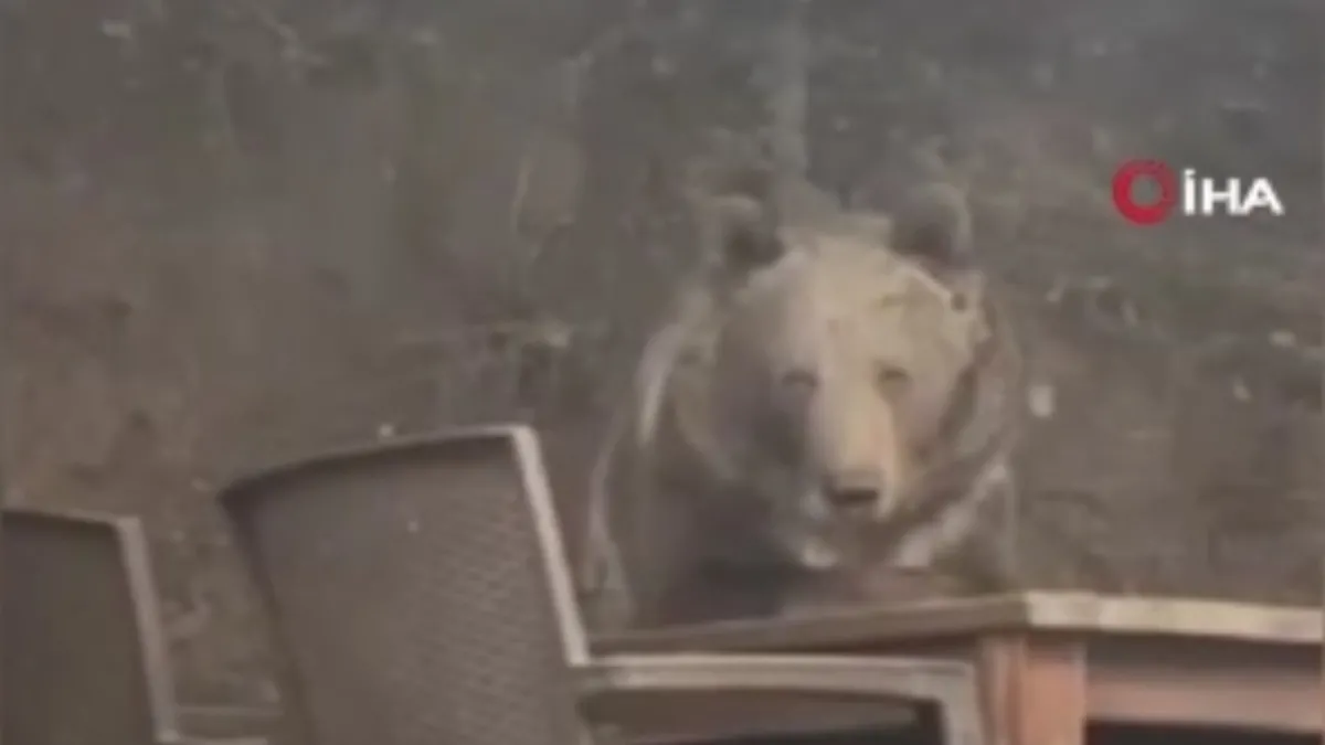 Kızılcahamam'da lokantaya giren ayı masaya oturup servis bekledi