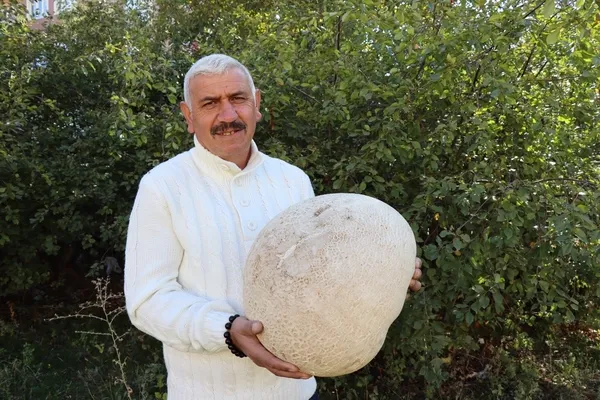 erzurumda-dev-mantar-gorenleri-saskina-cevirdi-1666766997255.jpg Erzurum’da yürürken buldu gözlerine inanamadı! Gerçeği öğrenince yıkıldı - 3