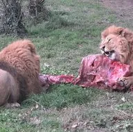 Aslanlar böyle yedi! Belgeselleri aratmadı
